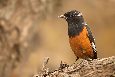 The white-winged cliff chat - Thamnolaea semirufa Not the prettiest one but one that dared to pose for me :) Animalia,Aves,Birds,Chordata,Ethiopia,Geotagged,Muscicapidae,Passeriformes,Thamnolaea,Thamnolaea semirufa,White-winged cliff chat