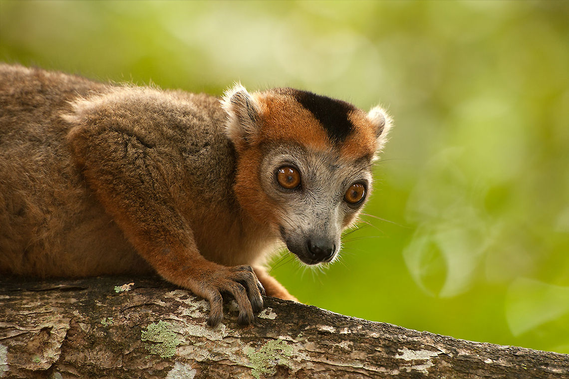 The crowned lemur - Eulemur coronatus Such cute animals and so very curious.<br />
This is the male that you can see the black on the head.<br />
Females are grey and that does not mean that they are old :P Animalia,Chordata,Crowned lemur,Eulemur,Eulemur coronatus,Geotagged,Lemur,Lemuridae,Madagascar,Mammalia,Palmarium Reserve,Primates