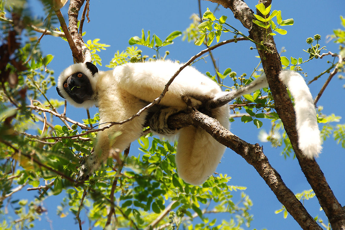 Decken's sifaka - Propithecus deckenii On our first trip we encountered this wonderful species. They were walking on the ground so funny to see. Unfortunately no time to take a photo, but when they got in the tree. We could see them perfectly. Animalia,Geotagged,Indriidae,Madagascar,Mammalia,Primates,Propithecus,Propithecus deckenii,Tsingy de Bemaraha National Park,Von der Deckens sifaka