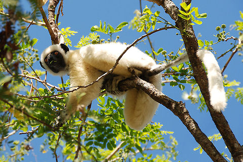 Decken's sifaka - Propithecus deckenii On our first trip we encountered this wonderful species. They were walking on the ground so funny to see. Unfortunately no time to take a photo, but when they got in the tree. We could see them perfectly. Animalia,Geotagged,Indriidae,Madagascar,Mammalia,Primates,Propithecus,Propithecus deckenii,Tsingy de Bemaraha National Park,Von der Deckens sifaka
