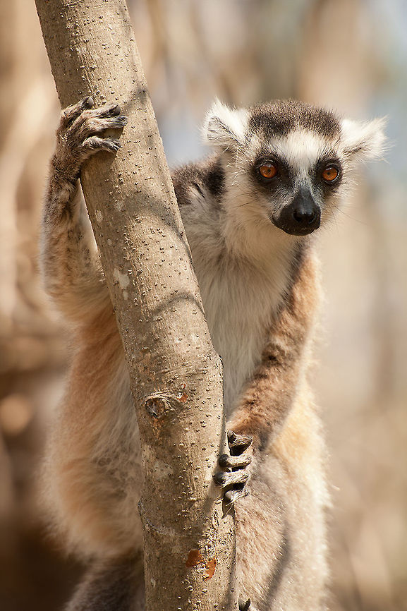 The ring-tailed lemur - Lemur catta The Ring-tailed lemurs are also well represented in Madagascar.<br />
That is the most difficult kind to capture.<br />
They are really no minute silent and fly from tree to tree.<br />
Every time you think you have him, he's gone again ;) Animalia,Chordata,Geotagged,Isalo National Park,Lemur,Lemur catta,Lemuridae,Madagascar,Mammalia,Primates,Ring-tailed lemur