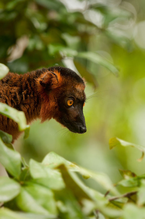 The red ruffed lemur - Varecia rubra This lemur was a little shy and always hide back into the foliage.<br />
Now and then he came forward to take a look.<br />
I had to be quick to catch him :) Animalia,Chordata,Geotagged,Lemuridae,Madagascar,Mammalia,Palmarium Reserve,Primates