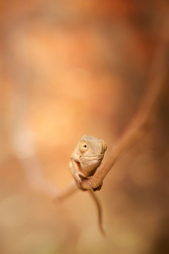 The Parsons chameleon - Calumma parsonii This is a juvenile chameleon was just posing for me :) Animalia,Calumma,Calumma parsonii,Chamaeleonidae,Chordata,Geotagged,Lacertilia,Madagascar,Parsons chameleon,Reptilia,Squamata