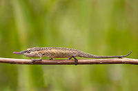 The Lance-nosed chameleon - Calumma gallus Only the male has such a spectaculair long nose. <br />
The nose of the female is much shorter. Animalia,Calumma,Calumma gallus,Chamaeleonidae,Chamaeleoninae,Chordata,Geotagged,Lacertilia,Lance-nosed chameleon,Madagascar,Reptillia,Squamata