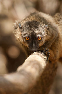 The red-fronted lemur - Eulemur rufifrons While I was shooting the Ring-tailed lemur, this Brown lemur slowly crept closer behind me :) Animalia,Chordata,Eulemur,Eulemur rufifrons,Geotagged,Isalo National Park,Lemuridae,Madagascar,Mammalia,Primates,Red-fronted lemur
