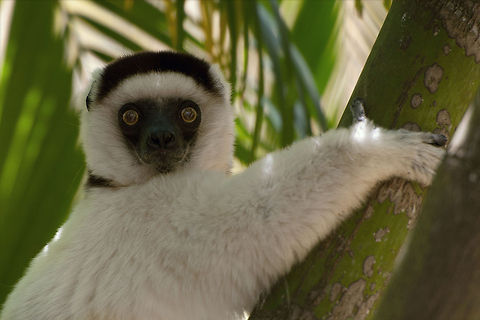 The Verreaux's Sifaka - Propithecus verreauxi Such a sweet creatures. When you see them you really want to hug them :) Animalia,Chordata,Geotagged,Indriidae,Madagascar,Mammalia,Primates,Propithecus,Propithecus verreauxi,Verreauxs sifaka