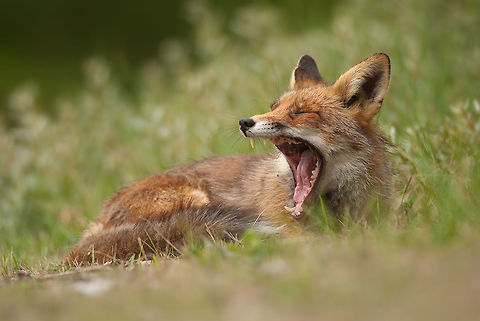 The red fox - Vulpes vulpes Red Fox lazing in the grass in mid yawn. Fox,Geotagged,Mammals,Red Fox,The Netherlands,Vulpes,Vulpes vulpes