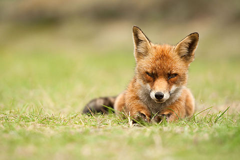The red fox - Vulpes vulpes Red Fox lying down in the grass. Carnivora,Fox,Geotagged,Mammals,The Netherlands,Vulpes vulpes