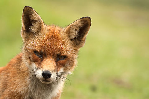 The red fox - Vulpes vulpes Headshot of a Red Fox staring at the camera. Canidae,Closeup,Fox,Geotagged,Mammals,The Netherlands,Vulpes vulpes
