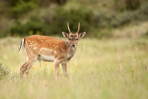 The fallow deer - Dama dama Coming closer through the grass :) Deer,Geotagged,The Netherlands,fallow deer,mammals