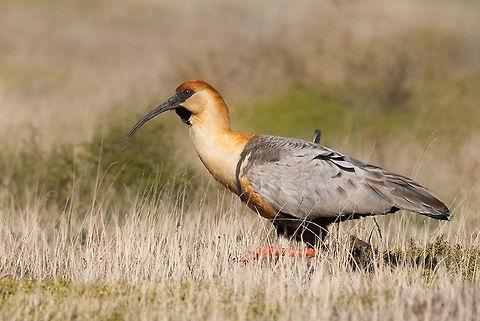 The Buff-necked Ibis - Theristicus caudatus Found this fellow in the beautiful Torres del Paine, Chile. Bandurria,Birds,Chile,Ibis