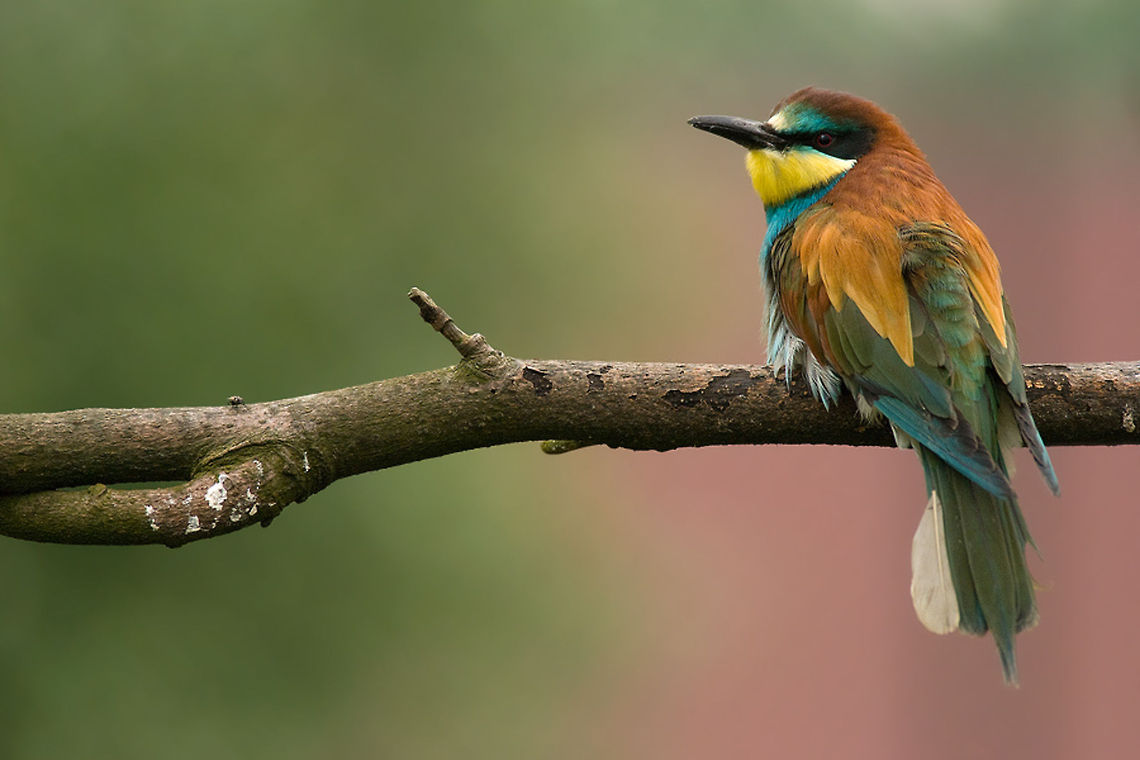 The European Bee-eater - Merops apiaster Love these colorful birdies :) Birds,European Bee-eater,Geotagged,Meropidae,Merops apiaster,The European Bee-eater,The Netherlands