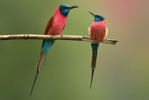 The Northern Carmine Bee-eater - Merops nubicus Wonderful to see how the feed each other :) Birds,Geotagged,Meropidae,Merops nubicus,Northern Carmine Bee-eater,The Netherlands