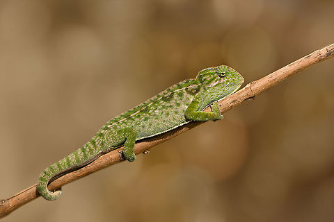 Carpet chameleon