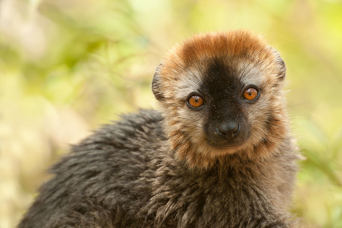 The red lemur - Eulemur rufus THey are such a sweet and lovely animals. Totally not scared and not brutal, just very curious.<br />
This showed me his cutest look :) Animalia,Chordata,Eulemur,Eulemur rufus,Geotagged,Isalo National Park,Lemur,Lemuridae,Madagascar,Mammalia,Primates,Red lemur