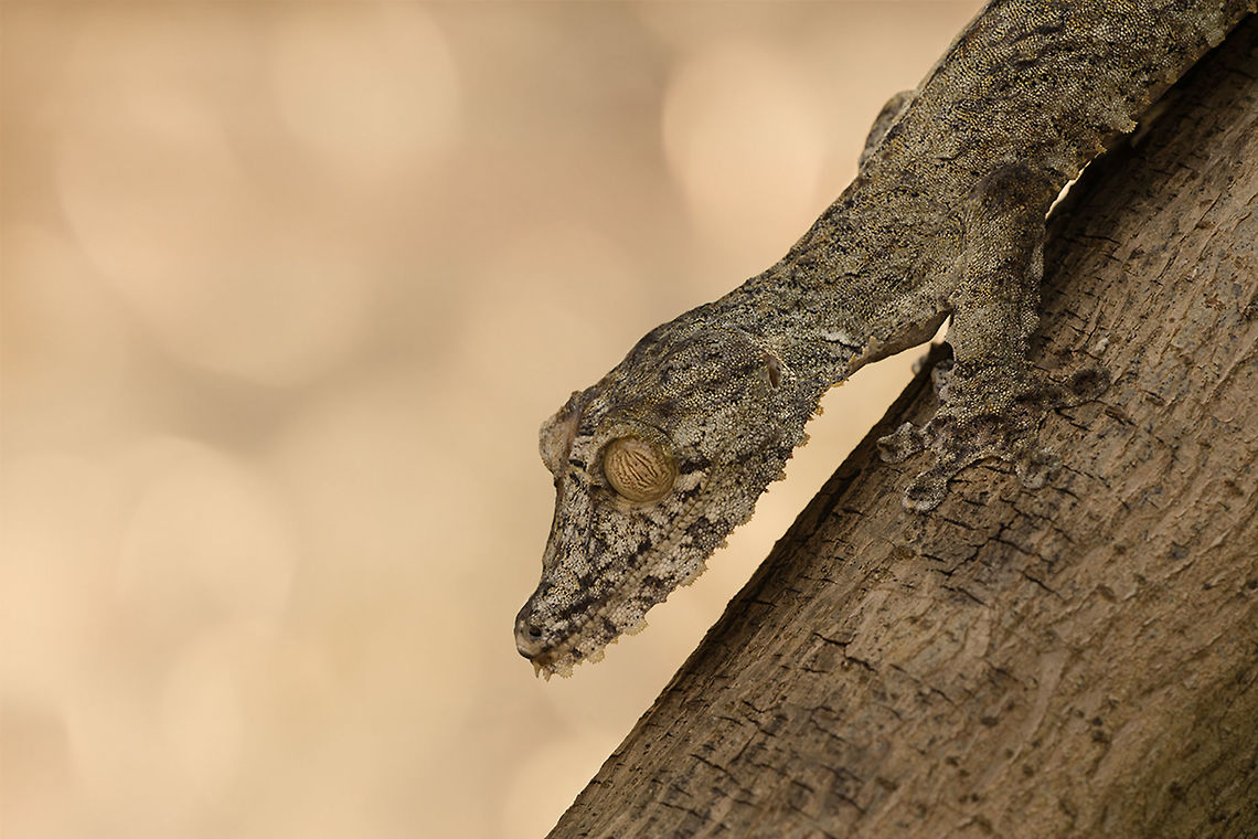 The Common leaf-tailed gecko - Uroplatus fimbriatus I had not seen this exceptional creature if our guide did not mentioned it.<br />
What an amazing creature and what a perfect disguise. Animalia,Chordata,Common flat-tail gecko,Gekkonidae,Gekkota,Geotagged,Lacertilia,Madagascar,Reptilia,Squamata,Uroplatus,Uroplatus fimbriatus