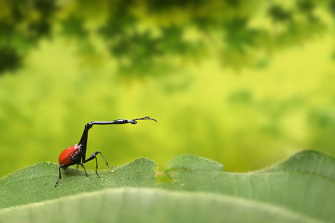 The giraffe weevil - Trachelophorus giraffa The most interesting creature during my trip to Madagascar.
I had seen so many photo's of this insect but I was surprised to see how small it really is. Andasibe NP,Animalia,Arthropoda,Attelabidae,Coleoptera,Curculionoidea,Geotagged,Giraffe Beetle,Isencta,Madagascar,Trachelophorus,Trachelophorus giraffa
