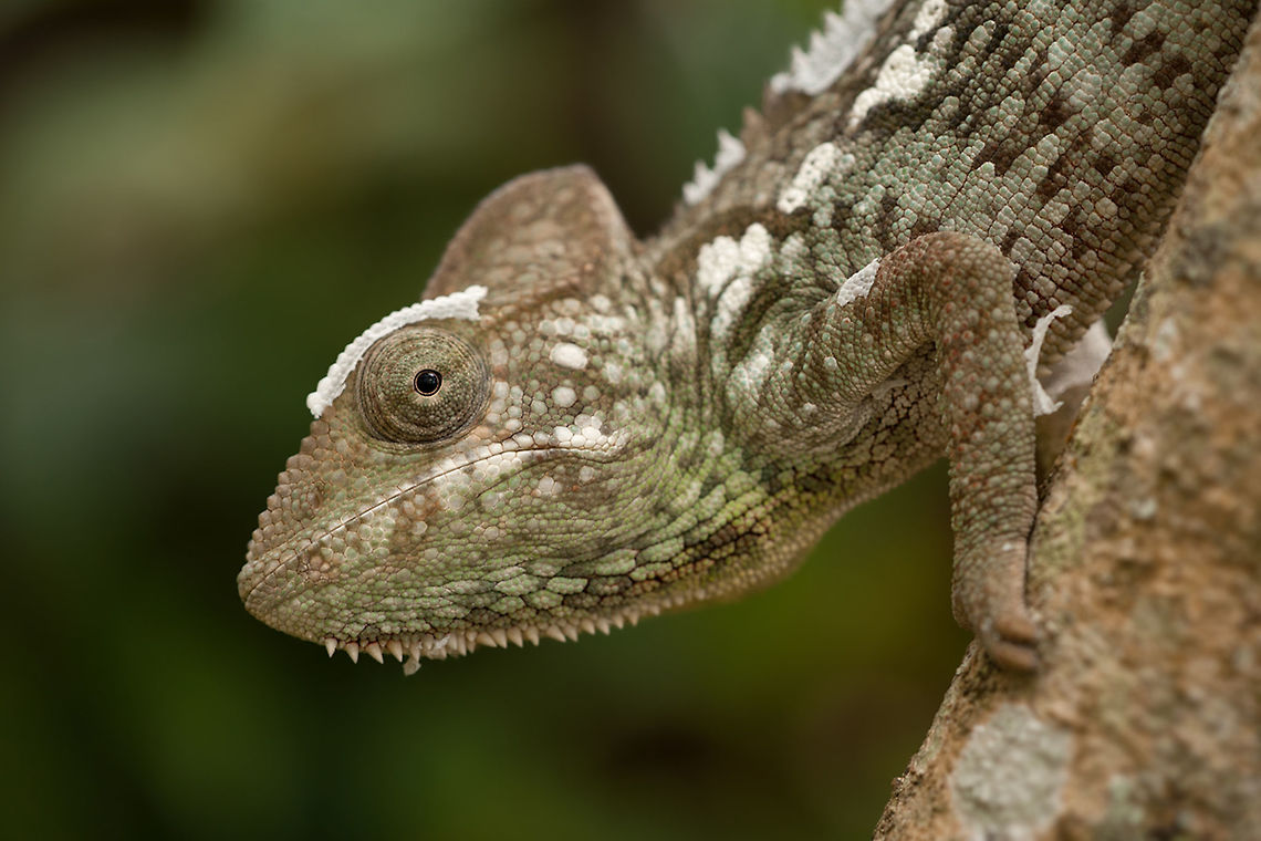 The Oustalet's or Malagasy giant chameleon - Furcifer oustaleti What an amzing chameleon species. I did not noticed him at the first time.<br />
He was so well camouflaged. The are really masters in diguise :) Animalia,Chamaeleonidae,Chordata,Furcifer,Furcifer oustaleti,Geotagged,Madagascar,Malagasy Giant Chameleon,Reptilia,Squamata