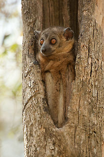 The Hubbard's sportive lemur or the Zombitse sportive lemur - Lepilemur hubbardorum Such a cute little fellow. He was so curious but a little bit shy aswell.
He got out of the tree but almost the same time he jumped in again.
It was really such a funny sight :) Animalia,Chordata,Geotagged,Hubbards sportive lemur,Lemur,Lepilemur,Lepilemur hubbardorum,Lepilemuridae,Madagascar,Mammalia,Primates,Zombitse sportive lemur,Zombitse-Vohibasia National Park