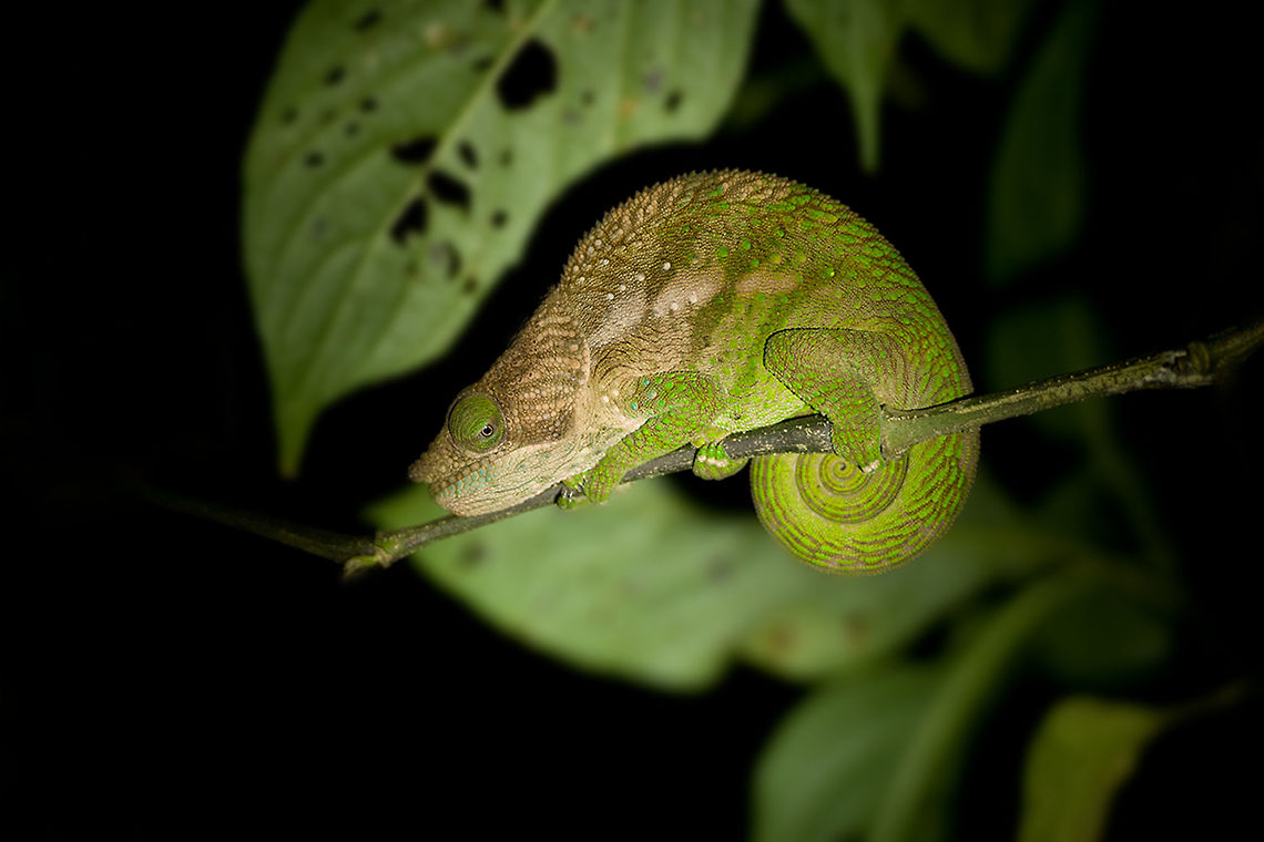 The O'Shaughnessy's chameleon - Calumma oshaughnessyi They are really masters in diguise. If our guide did not mentioned it, I really woudn&#039;t have seen him.<br />
It was also great to see how fast they change colors :) Animalia,Calumma,Calumma oshaughnessy,Chamaeleonidae,Chamaeleoninae,Chameleon,Chordata,Geotagged,Iguania,Lacertilia,Madagascar,O'shaughnessy's chameleon,Ranomafana National Park,Reptilia,Squamata,Vertebrata