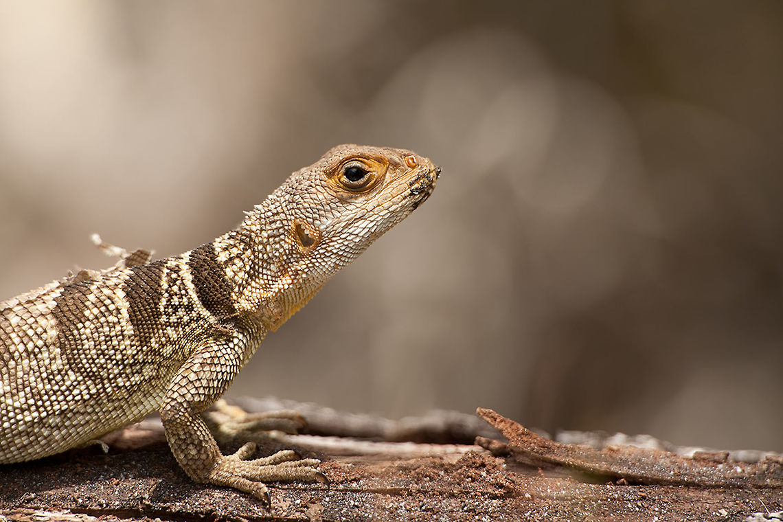 The collared iguana - Oplurus cuvieri  Animalia,Chordata,Collared iguanid lizard,Geotagged,Iguania,Lacertilia,Madagascar,Opluridae,Oplurus,Oplurus cuvieri,Palmarium Reserve,Reptilia,Squamata,Vertebrata,ankanin'ny nofy