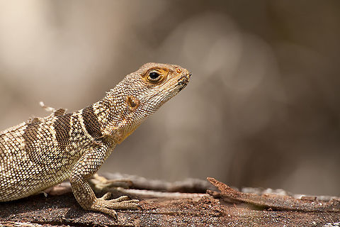The collared iguana - Oplurus cuvieri  Animalia,Chordata,Collared iguanid lizard,Geotagged,Iguania,Lacertilia,Madagascar,Opluridae,Oplurus,Oplurus cuvieri,Palmarium Reserve,Reptilia,Squamata,Vertebrata,ankanin'ny nofy