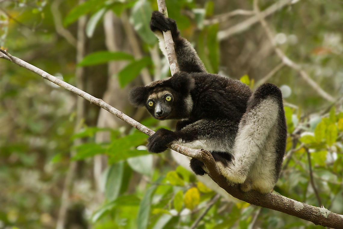 The Indri - indri indri What an amzing animals are these largest living lemurs.<br />
The just looks like humans with there long and lanky bodies :)<br />
It was really great to watch. Animalia,Chordata,Geotagged,Indri,Indri indri,Indriidae,Lemuriformes,Lemuroidea,Madagascar,Mammalia,Palmarium Reserve,Primates,Strepsirrhini,ankanin'ny nofy
