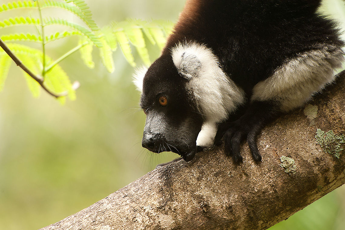 The black-and-white ruffed lemur - Varecia variegata Another great lemurspecies which can make a lot of noise.<br />
I scared me death when they suddenly started to shout :) Animalia,Black-and-white ruffed lemur,Chordata,Geotagged,Lemur,Lemuridae,Madagascar,Mammalia,Palmarium Reserve,Primates,Strepsirrhini,Varecia,Varecia variegata,ankanin'ny nofy