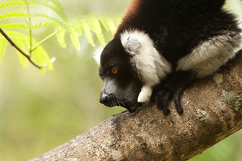 The black-and-white ruffed lemur - Varecia variegata Another great lemurspecies which can make a lot of noise.
I scared me death when they suddenly started to shout :) Animalia,Black-and-white ruffed lemur,Chordata,Geotagged,Lemur,Lemuridae,Madagascar,Mammalia,Palmarium Reserve,Primates,Strepsirrhini,Varecia,Varecia variegata,ankanin'ny nofy