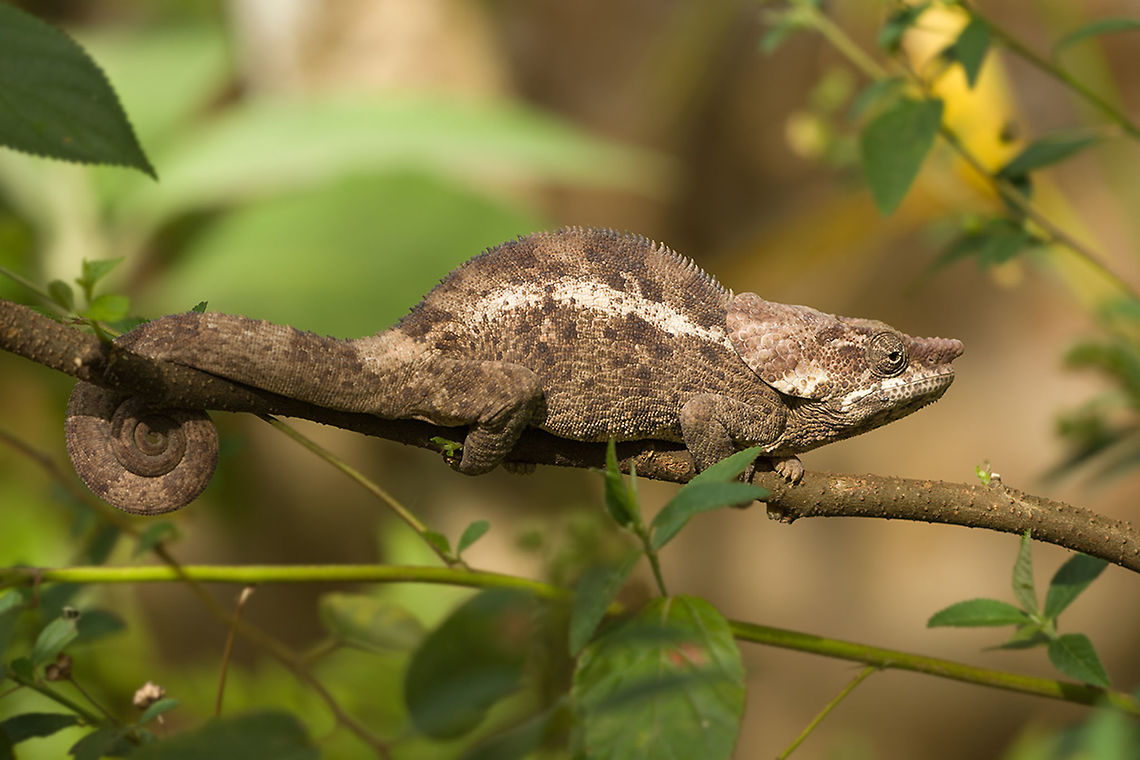The short-horned chameleon - Calumma brevicorne I was really amazed at the different amount of chameleons they have in Madagascar.<br />
And they are really masters in disguise :) Animalia,Calumma,Calumma brevicorne,Chamaeleonidae,Chameleon,Chordata,Geotagged,Iguania,Lacertilia,Madagascar,Reptilia,Squamata