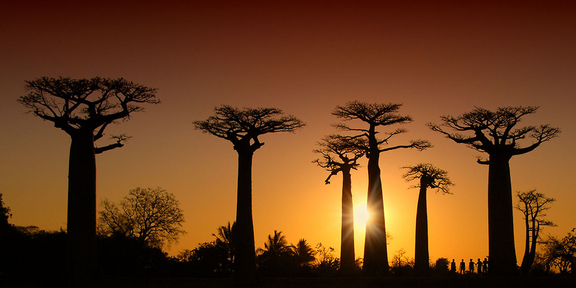 Avenue of the Baobabs - Adansonia grandidieri One of the highlights of our journey through Madagascar.<br />
It was a long trip to get there, but it was more than worth it :) Adansonia,Adansonia grandidieri,Angiosperms,Baobab,Baobab Avenue,Eudicots,Geotagged,Madagascar,Malvaceae,Malvales,Plantae,Rosids,Tree