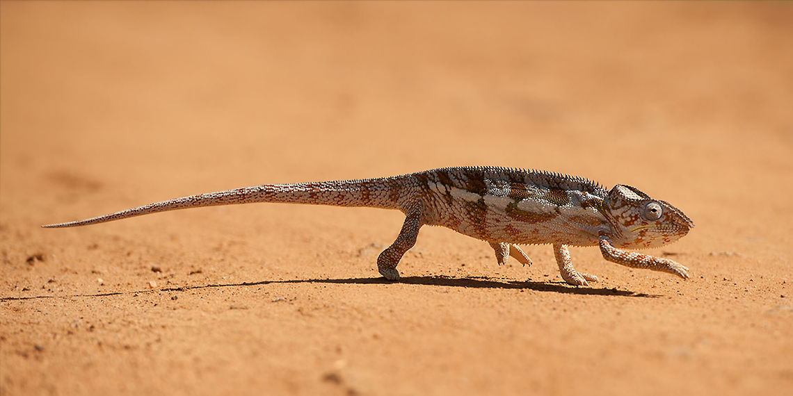 The Oustalet's or Malagasy giant chameleon - Furcifer oustaleti During our trip to the island Ile Saint Marie we came across this giant chamelon. It was crossing the road by its own unique way: one step forward, lean backwarts and forwarts, backwarts and forwarts, backwarts and forwarts and finally again a step forwarts. So funny to see that they are not disturbed by the spectators :) Animalia,Chamaeleonidae,Chameleon,Chordata,Furcifer,Furcifer oustaleti,Geotagged,Madagascar,Malagasy Giant Chameleon,Reptilia,Squamata