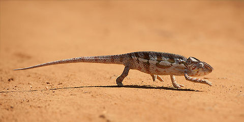 Malagasy Giant Chameleon