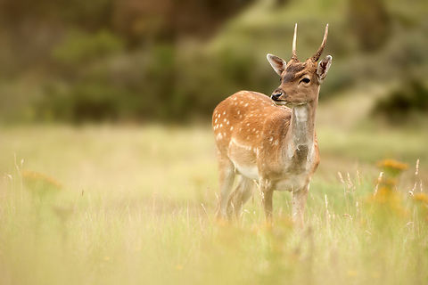 The fallow deer - Dama dama Always interesting those humans crawling over the ground ;) AWD,Deer,Geotagged,Mammals,The Netherlands,fallow deer