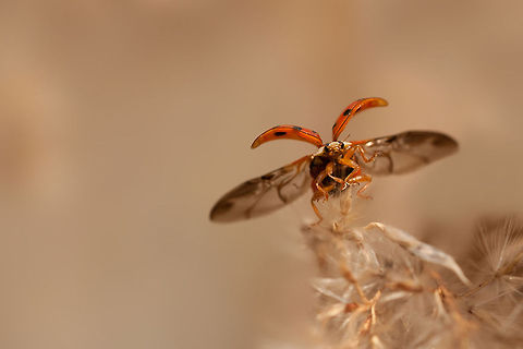 The Harlequin ladybird - Harmonia axyridis Surching for mushrooms I found a big kolony of these ladybugs :) Geotagged,Harmonia axyridis,Insects,Lady Bug,The Netherlands