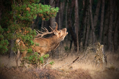 The red deer - Cervus elaphus A male Red Deer stands in the forest calling out his superiority. Cervus elaphus,Deer,Forest,Geotagged,Mammals,Red deer,The Netherlands