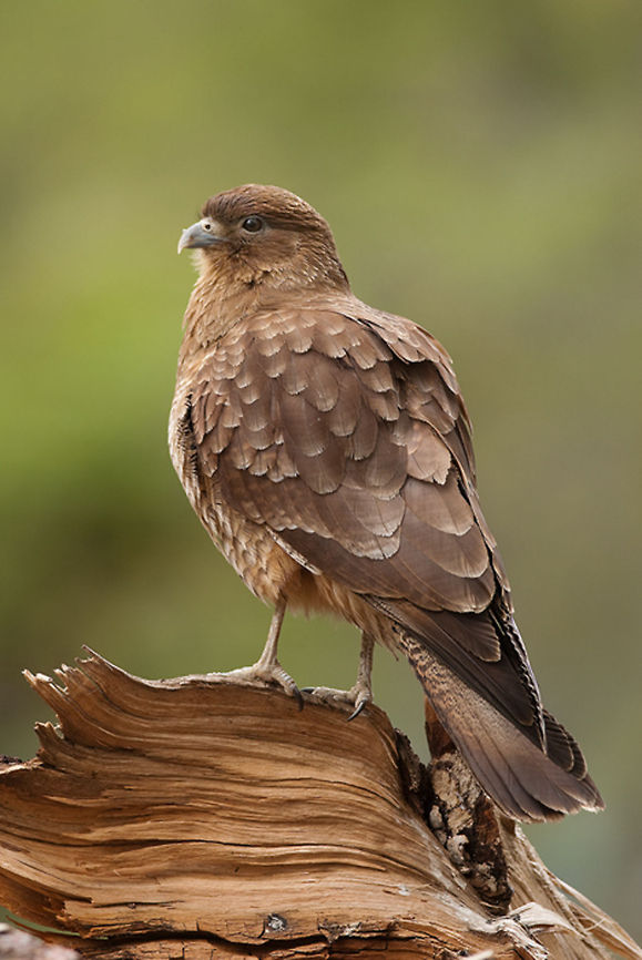 The chimango caracara - Milvago chimango Brown bird of prey found in Argentina Argentina,Birds,Chimango Caracara,Geotagged,Milvago chimango,NP Tierra del Fuego