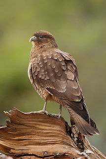 The chimango caracara - Milvago chimango Brown bird of prey found in Argentina Argentina,Birds,Chimango Caracara,Geotagged,Milvago chimango,NP Tierra del Fuego