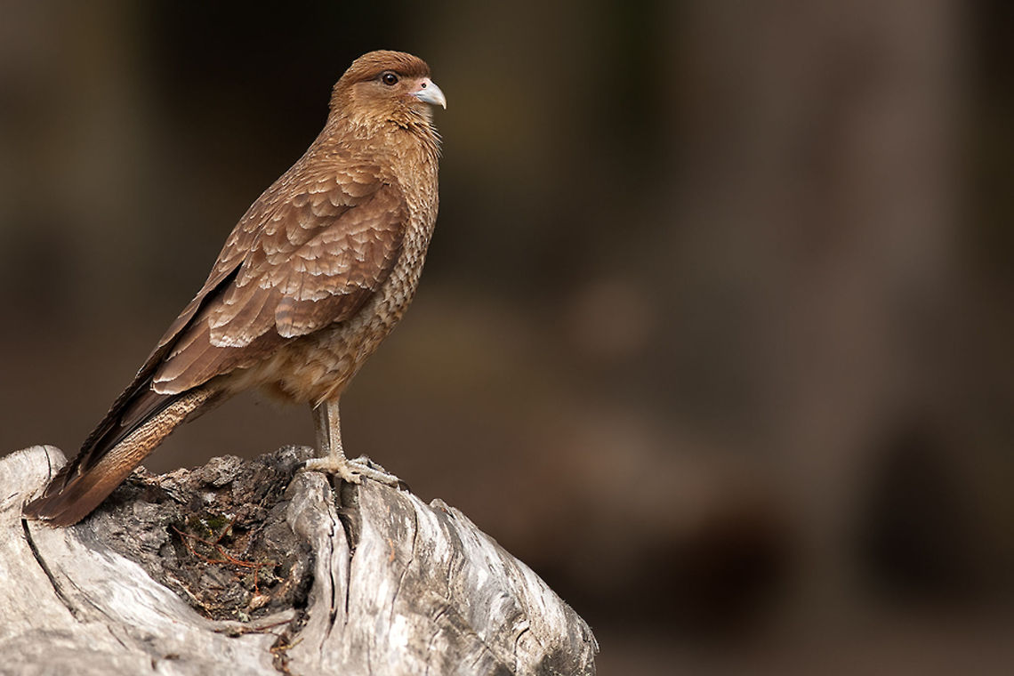 The chimango caracara - Milvago chimango Also called "Tiuque", a beautiful bird of prey captured in Argentia. Lovely mild brown feathers with white highlights. Argentina,Birds,Chimango Caracara,Geotagged,Milvago chimango,NP Tierra del Fuego,Tiuque
