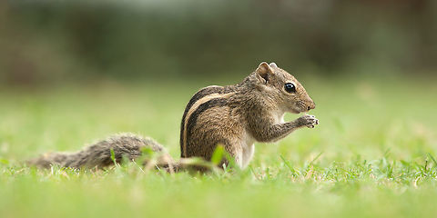 The Indian palm squirrel - Funambulus Palmarum This funny and curiuos species was always somewhere around us. So funny to see how they crawl over the ground towards you :) Animalia,Chordata,Funambulus palmarum,Geotagged,Indian palm squirrel,Mammalia,Rodentia,Sri Lanka,Trincomalee