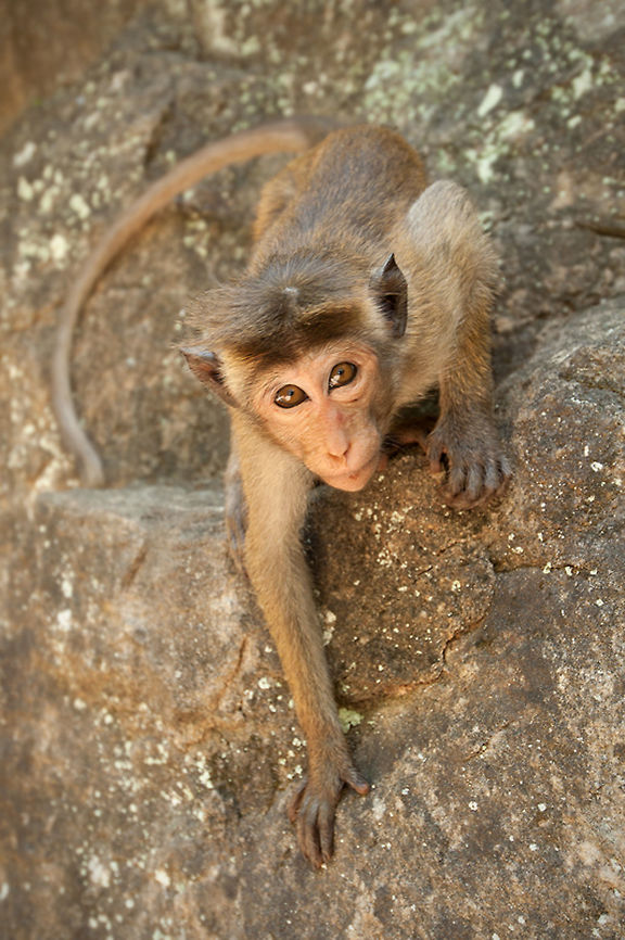 Toque macaque - Macaca sinica They were so curious what was inside my camera. <br />
Of course they saw themselves in the reflection :) Animalia,Cercopithecidae,Chordata,Geotagged,Macaca sinica,Macaque,Mammalia,Primates,Sri Lanka,Toque macaque