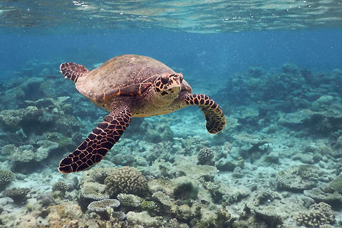 The green sea turtle - Chelonia mydas After our round trip through Sri Lanka with visited the Maledive.
What a great place to be. The highlight was the swim with the turtles. Animalia,Chelonia,Chelonia mydas,Cheloniidae,Chordata,Cryptodira,Geotagged,Green sea turtle,Maldives,Testudines,Turtle