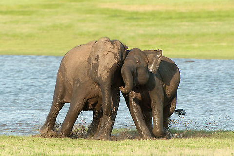 The Sri Lankan elephant - Elephas maximus maximus Minneriya National Park is located in North Central Province of Sri Lanka. It is great gatthering place for elephants in the dry season. The elephants are attracted to grass fields on the edges of the reservoir. I've never seen so many elephants together :) Animalia,Asian elephant,Elephantidae,Elephas,Elephas maximus,Elephas maximus maximus,Geotagged,Mammalia,Minneriya National Park,Proboscidae,Sri Lanka,Sri Lankan elephant,chordata