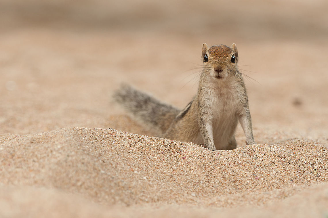The Indian palm squirrel - Funambulus Palmarum Another one of this sweet little 'thing' :) Animalia,Chordata,Funambulus palmarum,Geotagged,Indian palm squirrel,Mammalia,Rodentia,Sri Lanka,Trincomalee