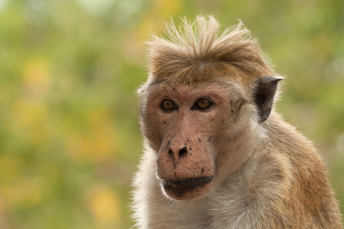 The Toque macaque - Macaca sinica A close-up from this funny species with amazing haircut :) Animalia,Cercopithecidae,Chordata,Geotagged,Macaca sinica,Macaque,Mammalia,Primates,Sri Lanka,Toque macaque