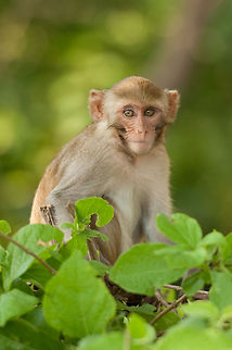 Macaque Portrait view of a young Macaque in Burma. Some people call them the maffia, for their intimidating way of dealing with tourists: pay me with food and I will leave you alone. Crab-eating macaque,Geotagged,Macaca fascicularis,Macaque,Mammals,Monkeys,Myanmar,Republic of the Union of Myanmar