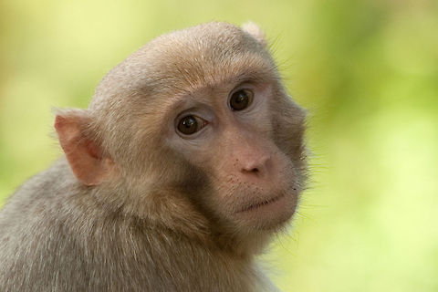 Monkey portrait A monkey turns his head round to give a significant glance at the camera. What is he thinking? Geotagged,Macaca mulatta,Mammals,Monkeys,Myanmar,Republic of the Union of Myanmar,Rhesus macaque