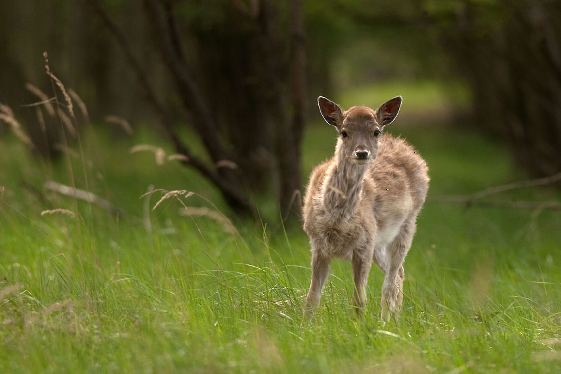 The fallow deer - Dama dama A young deer stand amongst the grass seemingly bemused by the camera. Dama dama,Deer,Fallow Deer,Forest,Geotagged,Mammals,The Netherlands