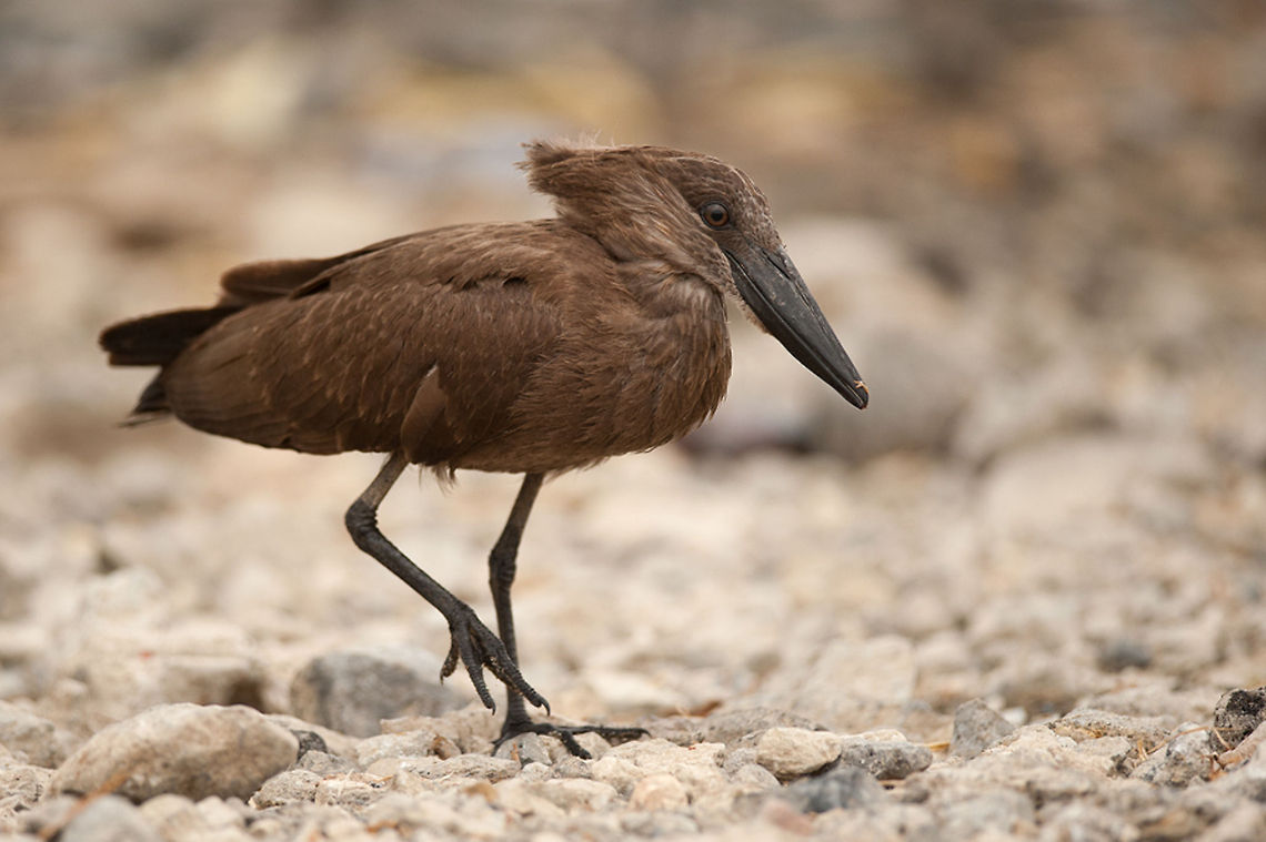 The hamerkop - Scopus umbretta This one is taken during my last trip in Etiopia.<br />
Near the Ziway lake, there were so many of this lovely bird.<br />
I really like the haircut :D Birds,Ethiopia,Etiopia,Geotagged,Hamerkop,Scopus umbretta