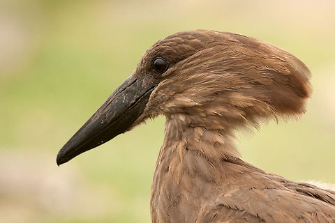 The hamerkop - Scopus umbretta Also taken in Ethiopia near Ziway Lake. Birds,Ethiopia,Etiopia,Geotagged,Hamerkop,Scopus umbretta